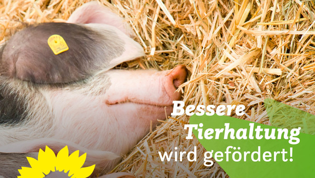 Ein Schwein liegt auf Stroh. In der Ecke steht auf stilisierten Blütenblättern:  Bessere Tierhaltung wird gefördert! 
