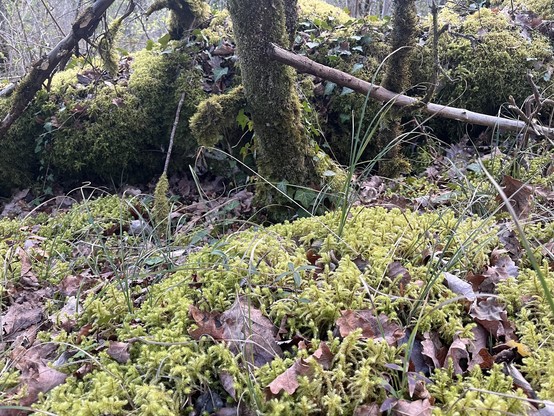 Lots of moss. Covering a still vertical dead tree