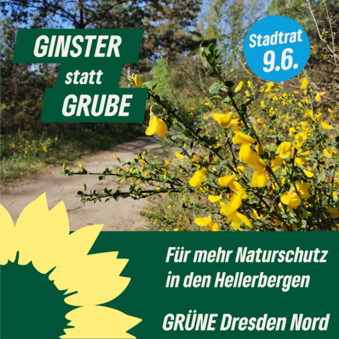 Ginsterblùte am Wegesrand, Text: Ginstervstatt Grube, fùr mehr Naturschutz in den Hellerbergen, GRÜNE Dresden Nord, Stadtrat 9.6.