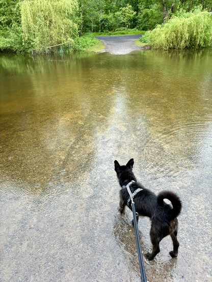 Ein angeleimter schwarzer Hund blickt auf einen überschwemmten Weg. 