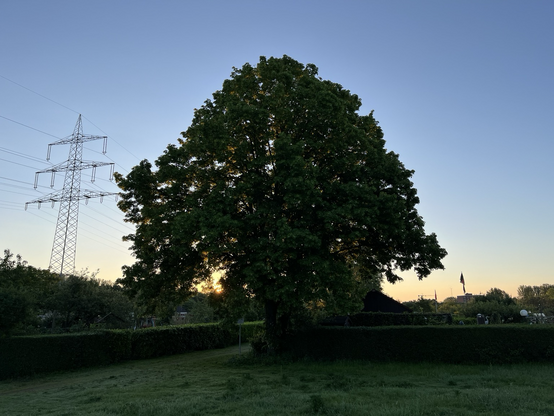 Ein alter Baum verdeckt die aufgehende Sonne