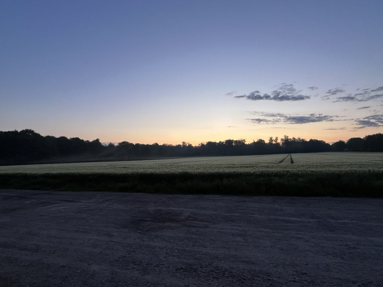 Blick über ein Kornfeld in den Sonnenaufgang
