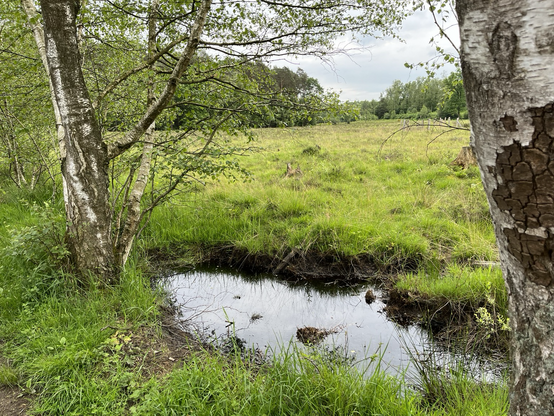 Ein kleiner Wasserlauf am Rande einer grünen Heidefläche