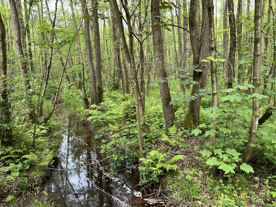 Ein feuchtes Waldstück von kleinen Wasserläufen durchzogen