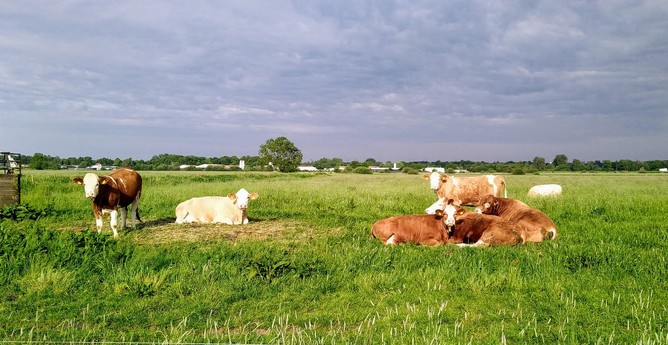 Sieben Kühe liegen oder stehen auf einer grünen Wiese im Bullenbruch bei Horneburg und käuen wieder.