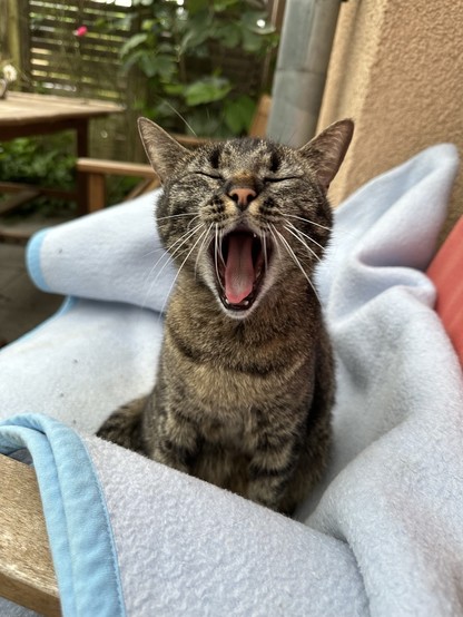Braun getigerte Katze gähnt herzhaft mit geschlossenen Augen nach einem Morgenschlaf