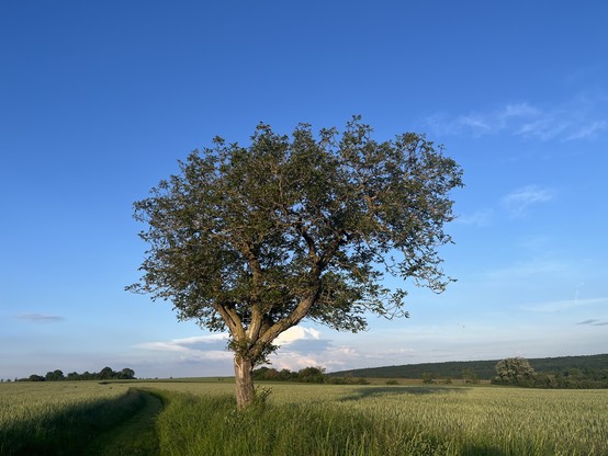 A tree along a path through fields 