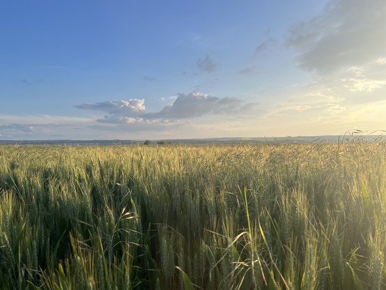 Wheat field. Lens flare sun. 