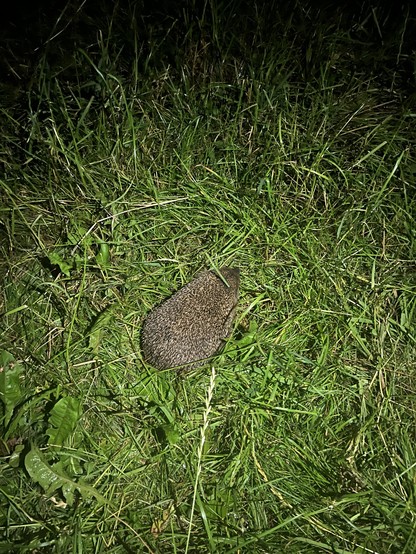 A hedgehog in damp grass
