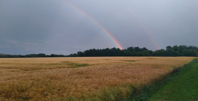 Kornfeld im Vordergrund dahinter Bäume und daraus steigen nach links geschwungen ein halber Regenbogen und darüber noch ein schwacher zweiter Regenbogen empor.