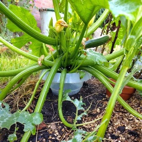 Das Bild zeigt eine Zucchini-pflanze mit Schneckenkragen.