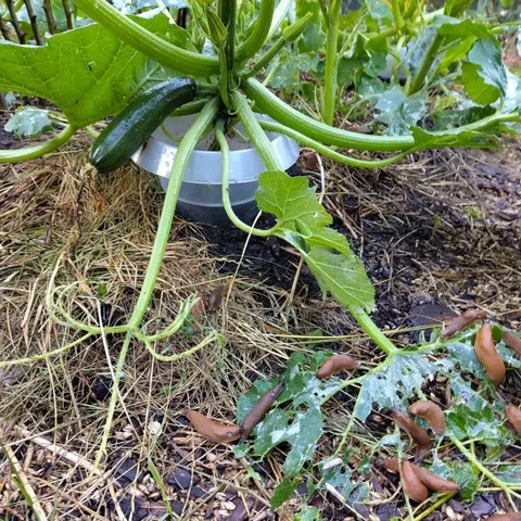 Das Bild zeigt eine Zucchini-Pflanze mit Schneckenkragen. Auf einem herunterhängenden Blatt sind viele fressende Nacktschnecken zu sehen.