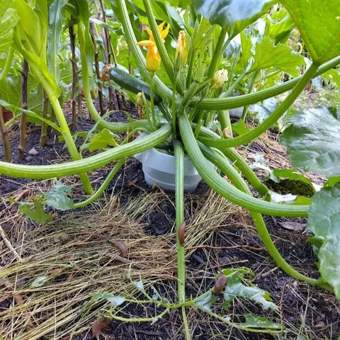 Das Bild zeigt eine Zucchini-Pflanze mit Schneckenkragen und ein herunter hängendes angefressenes Zucchini-Blatt mit einzelnen Nacktschnecken. 