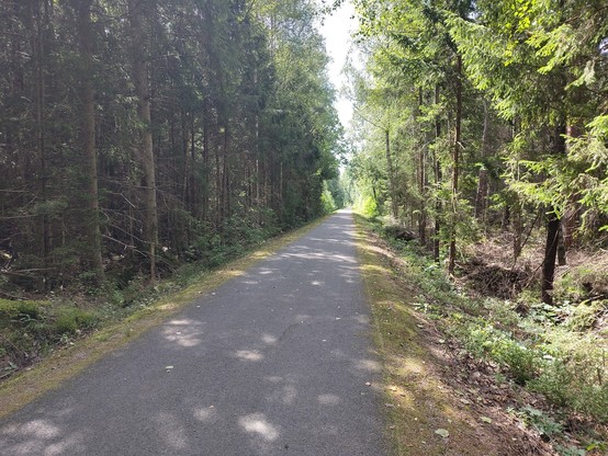 Radweg Sydostleden mit Asphaltbelag und mitten durch den Wald.