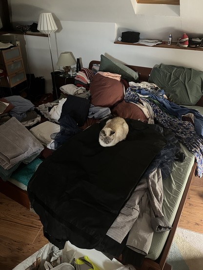 Beige cat sat in the middle of moving chaos 